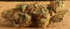 bad_bud.jpg